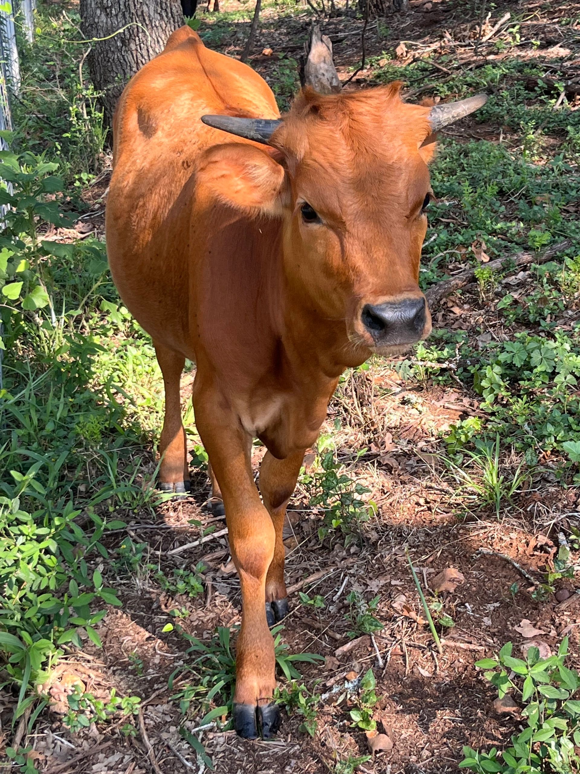 Young Longhorn calf