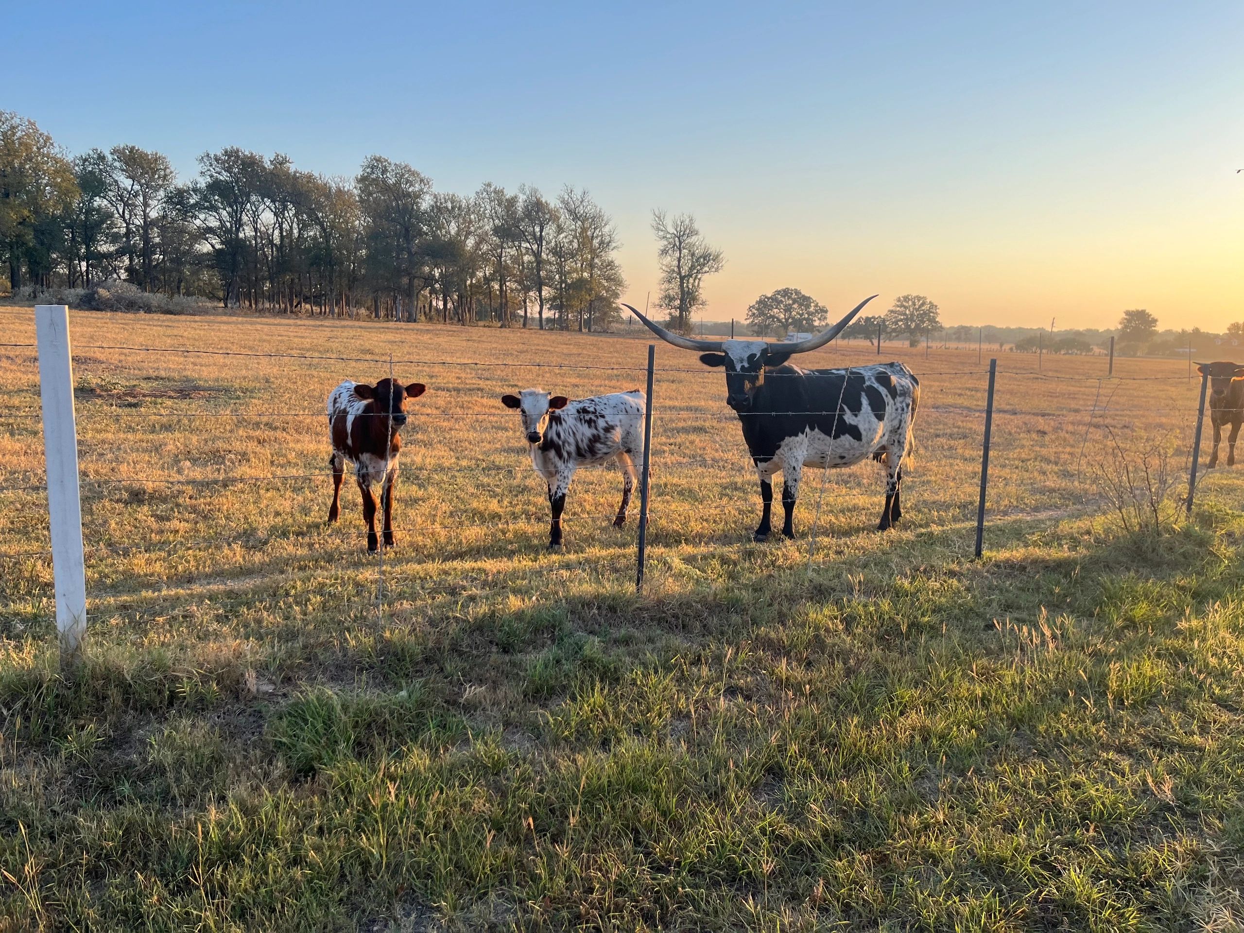 Longhorn cow and calves at sunset