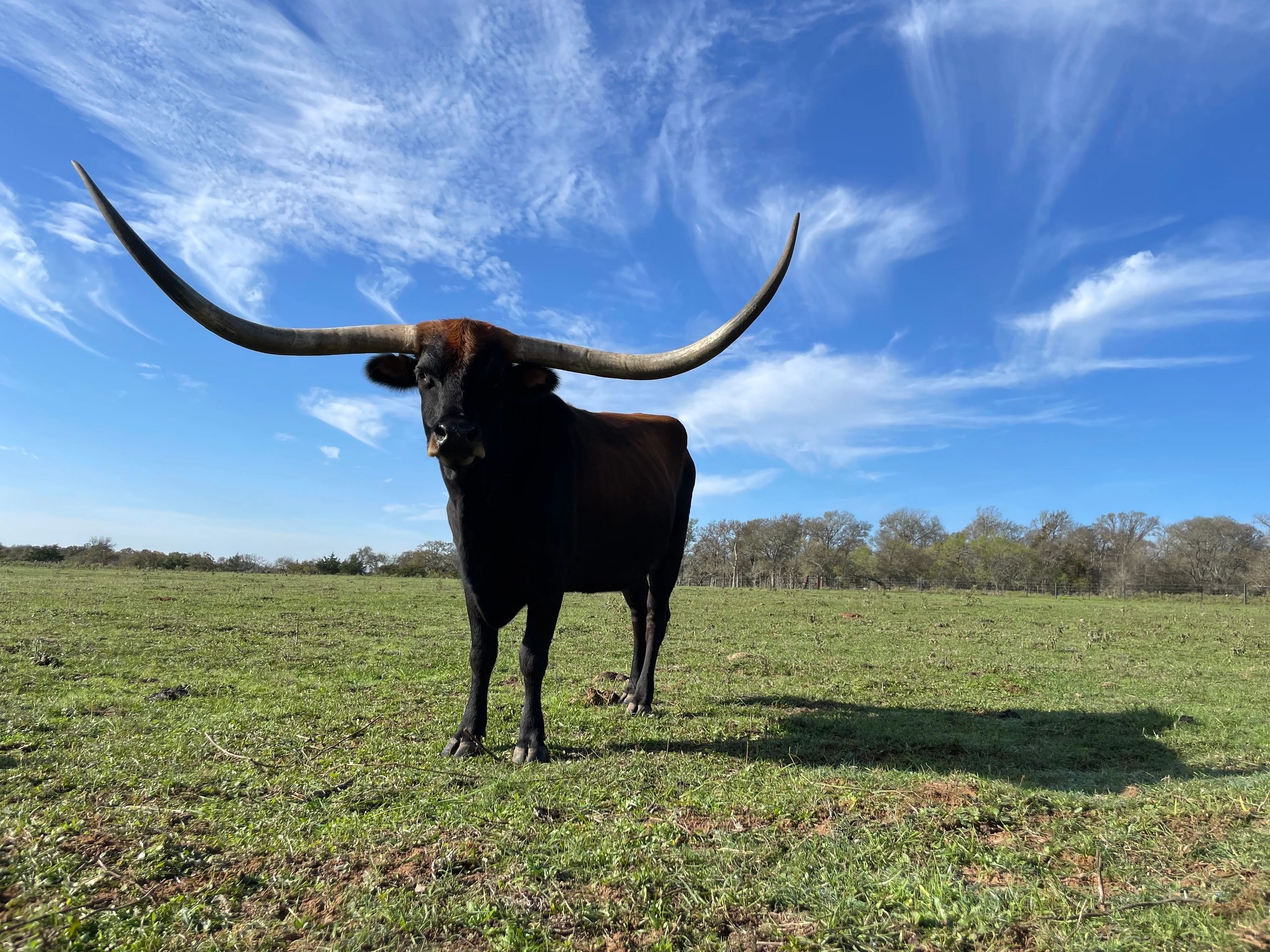 Black Texas Longhorn bull