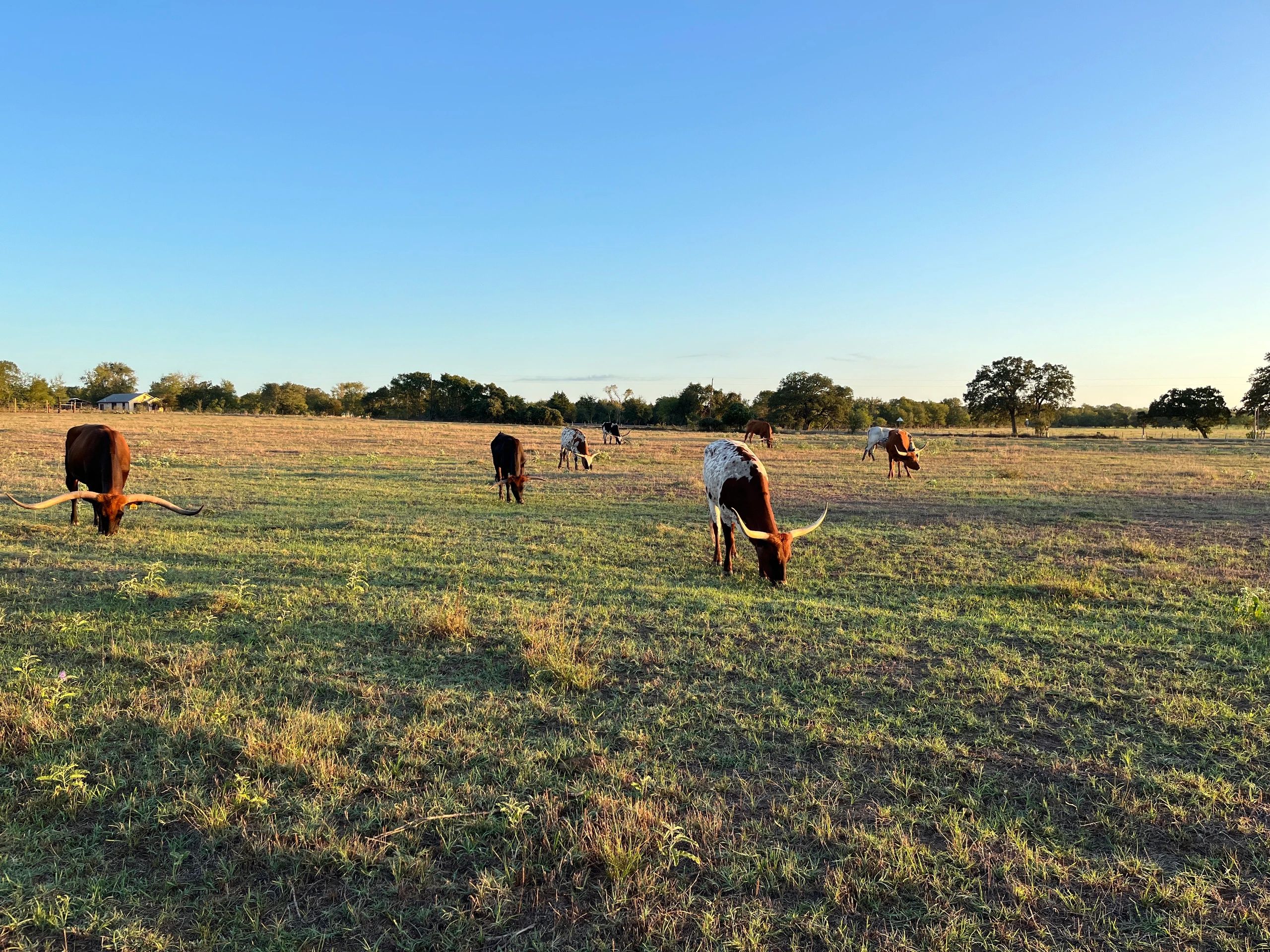 Longhorn herd at golden hour