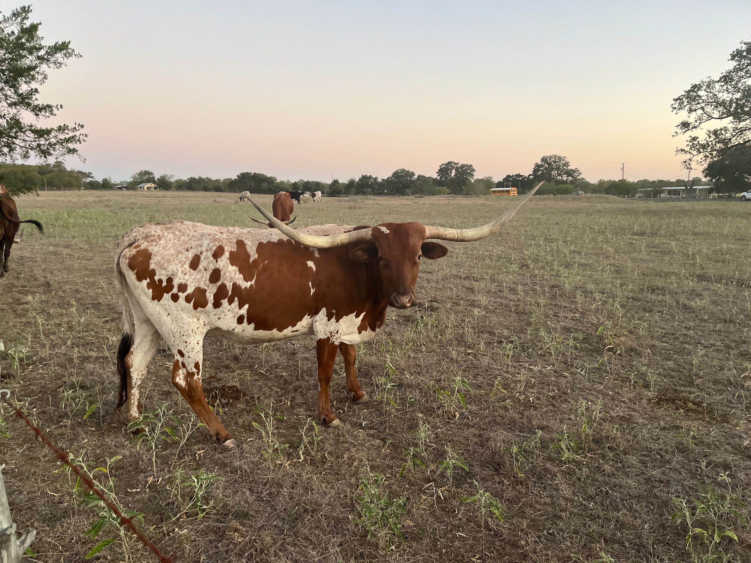 Spotted Longhorn at dusk