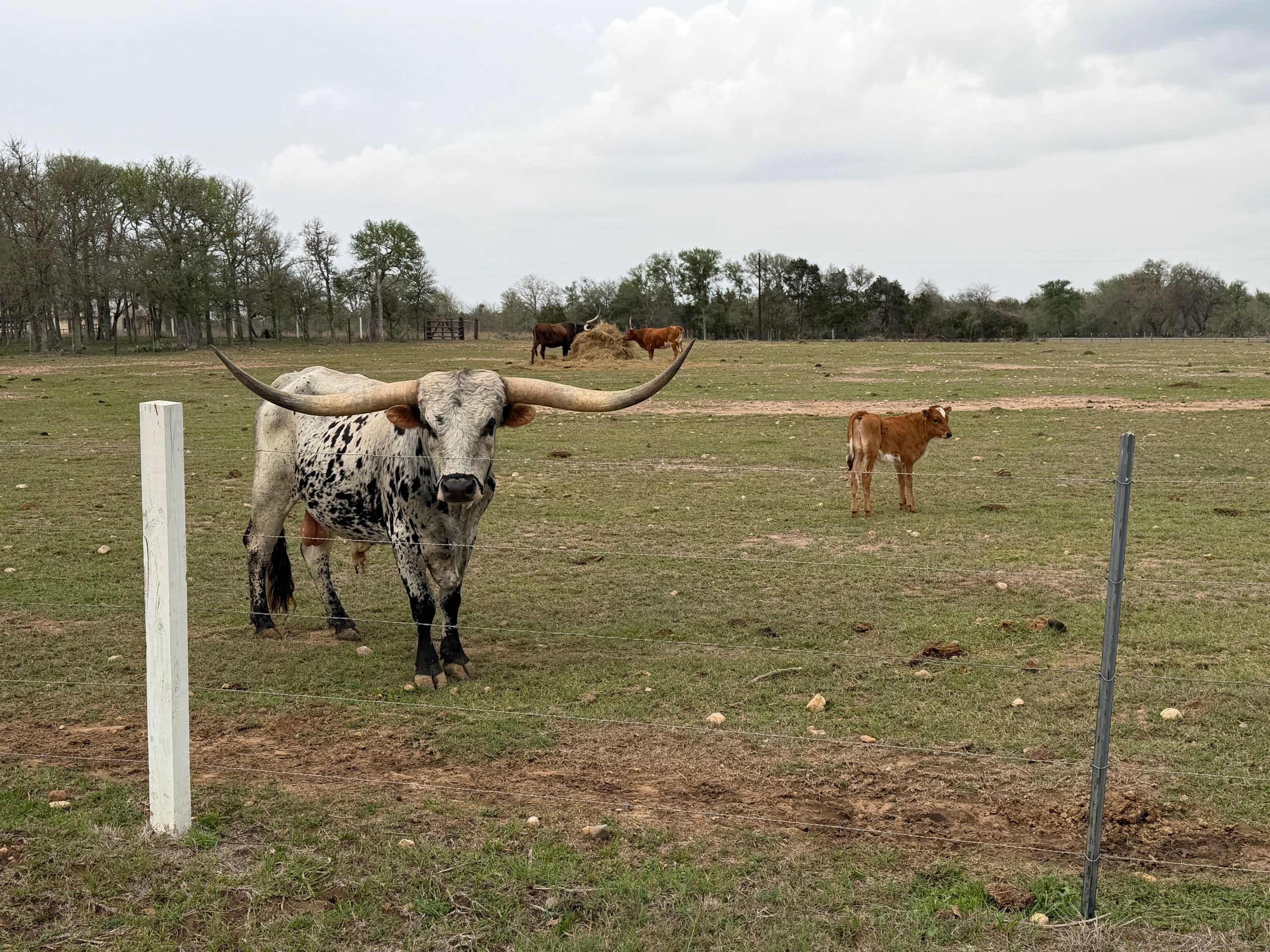 Longhorn bull and calf